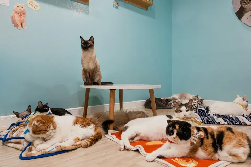 猫カフェ