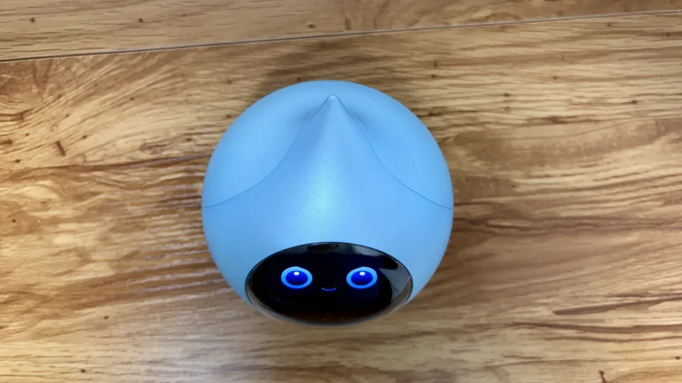 ロミィを上から撮った写真