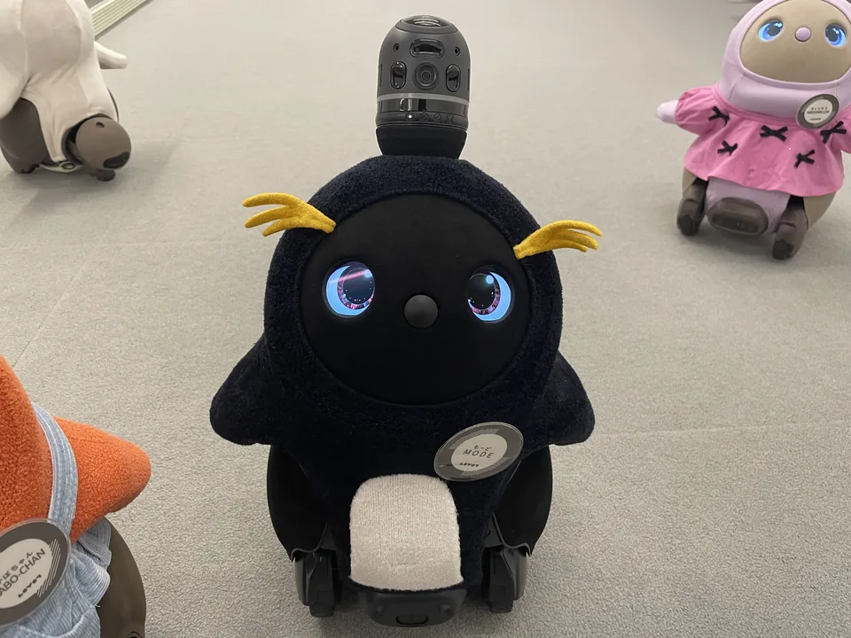 ラボット黒(くろ)の青い瞳のアップ