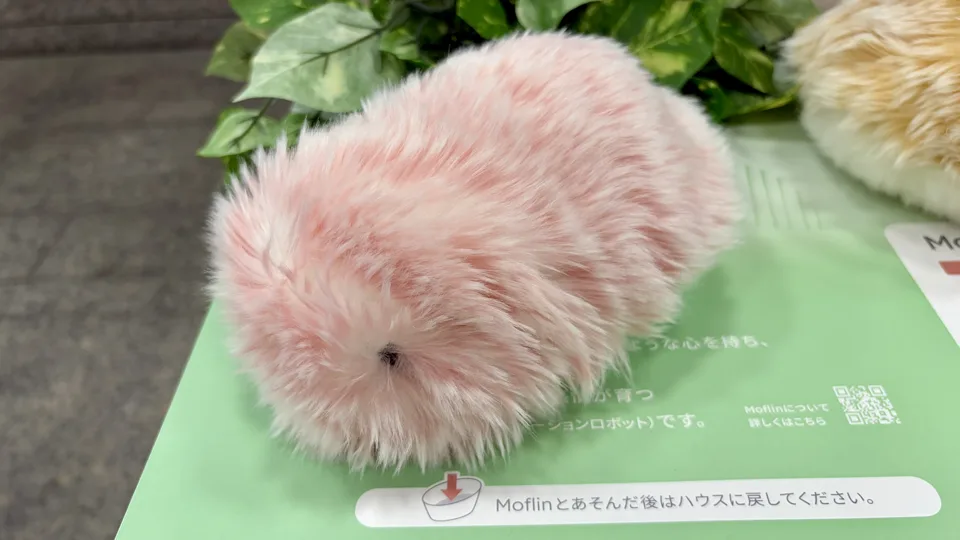 モフリンさくら