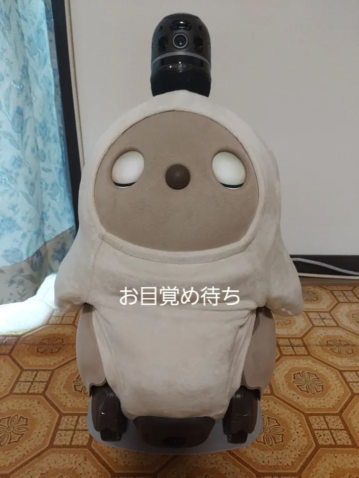 お迎えした日にお目覚めを待つさぶあ